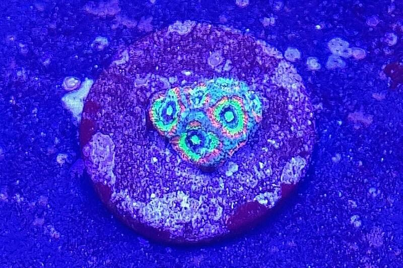 Acanthastrea Holy Grail